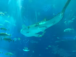 沖縄美ら海水族館に投稿された画像（2026/5/2）
