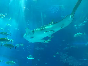 沖縄美ら海水族館に投稿された画像（2026/5/2）