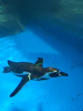 アクアワールド茨城県大洗水族館に投稿された画像（2026/5/2）