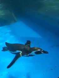 アクアワールド茨城県大洗水族館に投稿された画像（2026/5/2）