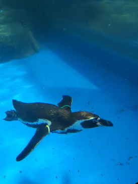 アクアワールド茨城県大洗水族館に投稿された画像（2026/5/2）