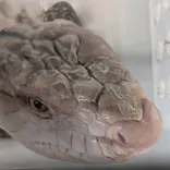 みんな大好き！！ペット王国に投稿された画像（2026/5/2）