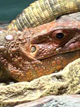 サンシャイン水族館に投稿された画像（2026/5/2）