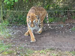 秋吉台自然動物公園 サファリランドに投稿された画像（2026/5/2）