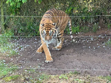 秋吉台自然動物公園 サファリランドに投稿された画像（2026/5/2）