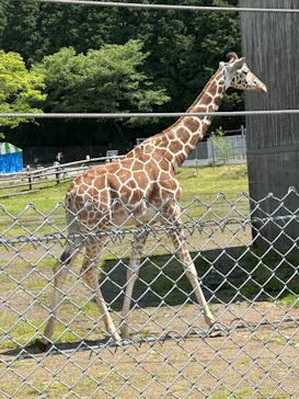 秋吉台自然動物公園 サファリランドに投稿された画像（2026/5/2）