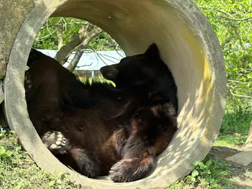 秋吉台自然動物公園 サファリランドに投稿された画像（2026/5/2）