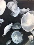仙台うみの杜水族館に投稿された画像（2026/5/2）