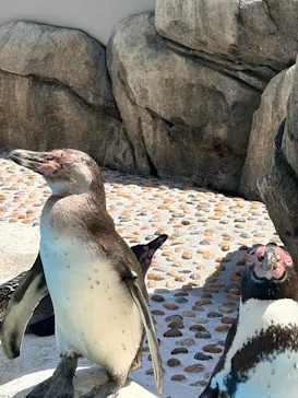 仙台うみの杜水族館に投稿された画像（2026/5/2）
