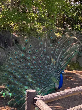 伊豆シャボテン動物公園に投稿された画像（2026/5/2）