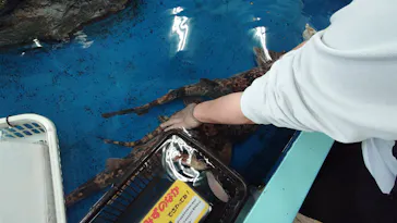竹島水族館に投稿された画像（2026/5/2）