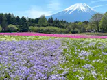富士芝桜まつり(富士本栖湖リゾート)に投稿された画像（2026/5/2）