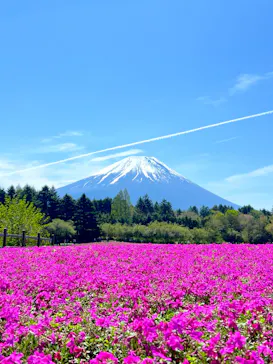 富士芝桜まつり(富士本栖湖リゾート)に投稿された画像（2026/5/2）