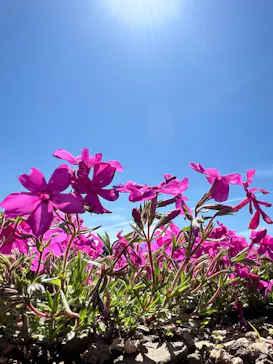 富士芝桜まつり(富士本栖湖リゾート)に投稿された画像（2026/5/2）