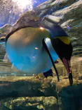 マクセル アクアパーク品川に投稿された画像（2026/5/2）