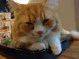 猫カフェモカ　渋谷公園通り店に投稿された画像（2026/5/2）