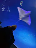 大分マリーンパレス水族館 「うみたまご」に投稿された画像（2026/5/2）