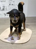 はしもとみお木彫展 いきものたちとの旅（氷見市芸術文化館）に投稿された画像（2026/5/2）