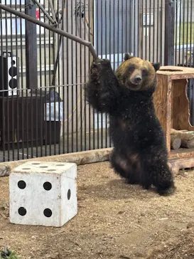 のぼりべつクマ牧場に投稿された画像（2026/5/2）