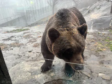 のぼりべつクマ牧場に投稿された画像（2026/5/2）