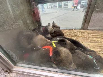 のぼりべつクマ牧場に投稿された画像（2026/5/2）