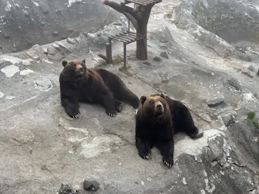 のぼりべつクマ牧場に投稿された画像（2026/5/2）