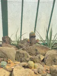 伊豆シャボテン動物公園に投稿された画像（2026/5/2）