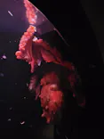 環境水族館アクアマリンふくしまに投稿された画像（2026/5/2）