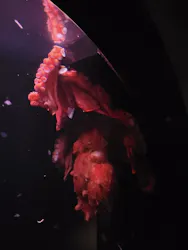 環境水族館アクアマリンふくしまに投稿された画像（2026/5/2）