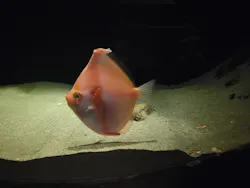 環境水族館アクアマリンふくしまに投稿された画像（2026/5/2）
