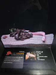 環境水族館アクアマリンふくしまに投稿された画像（2026/5/2）
