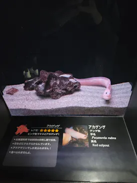 環境水族館アクアマリンふくしまに投稿された画像（2026/5/2）