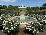 京成バラ園に投稿された画像（2026/5/2）