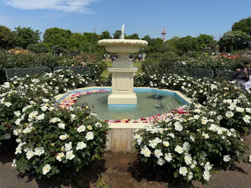 京成バラ園に投稿された画像（2026/5/2）