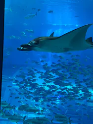 沖縄美ら海水族館に投稿された画像（2026/5/2）