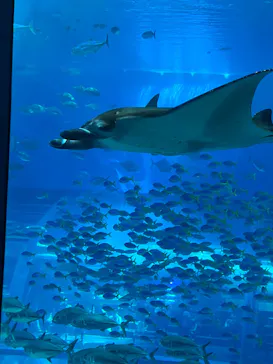 沖縄美ら海水族館に投稿された画像（2026/5/2）