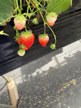 熱田農園Strawberry54に投稿された画像（2026/5/2）