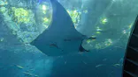 沖縄美ら海水族館に投稿された画像（2026/5/2）