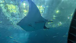 沖縄美ら海水族館に投稿された画像（2026/5/2）