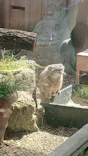 こども動物自然公園（埼玉県公園緑地協会）に投稿された画像（2026/5/2）