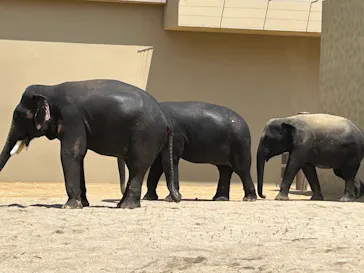天王寺動物園に投稿された画像（2026/5/2）