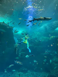 新江ノ島水族館に投稿された画像（2026/5/2）