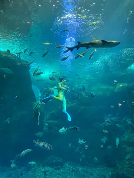 新江ノ島水族館に投稿された画像（2026/5/2）