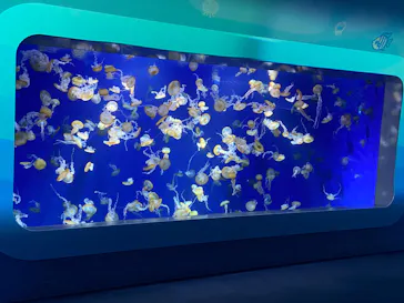 新江ノ島水族館に投稿された画像（2026/5/2）