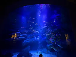 すみだ水族館に投稿された画像（2026/5/2）