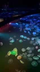 すみだ水族館に投稿された画像（2026/5/2）