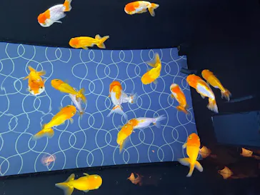すみだ水族館に投稿された画像（2026/5/2）