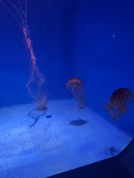 新江ノ島水族館に投稿された画像（2026/5/2）