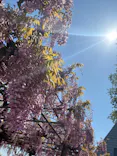 いばらきフラワーパークに投稿された画像（2026/5/2）