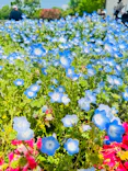 滋賀農業公園ブルーメの丘に投稿された画像（2026/5/2）